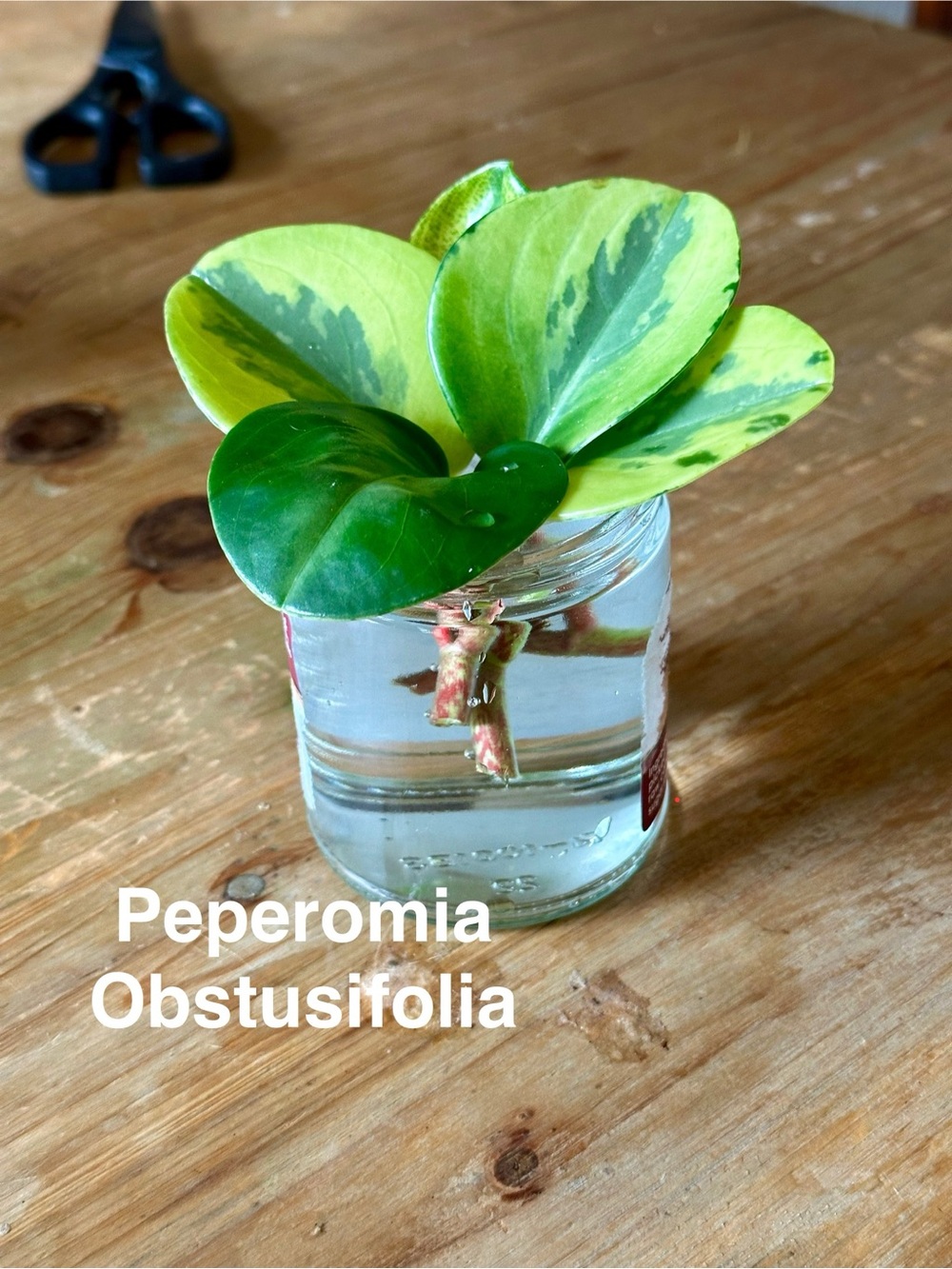 Peperomia Obtusifolia Varigated Cuttings